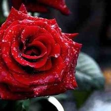 Схема вышивки «№314434»