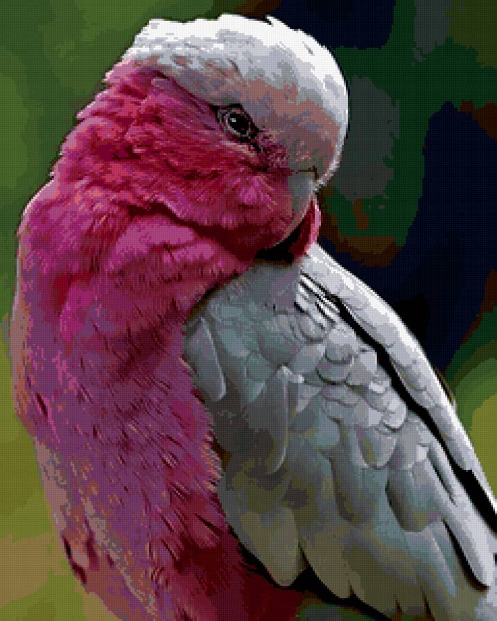 №314435 - птицы, попугаи, картина - предпросмотр