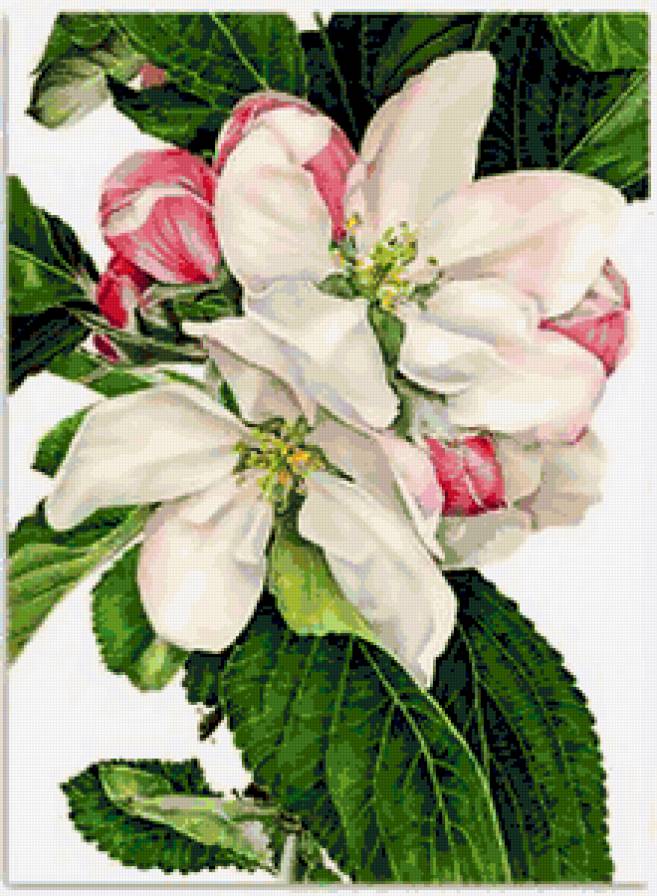 Яблоневый цвет - весна, яблони, красота, цветы, яблоневый цвет, панно - предпросмотр