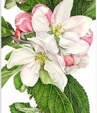 Схема вышивки «Яблоневый цвет»