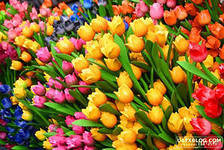 Схема вышивки «тюльпаны»