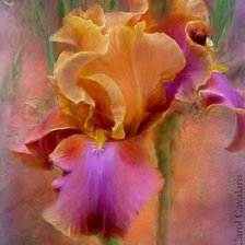 Схема вышивки «№314600»