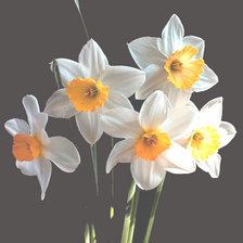 Схема вышивки «Нарциссы»