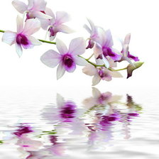 Схема вышивки «Отражение»