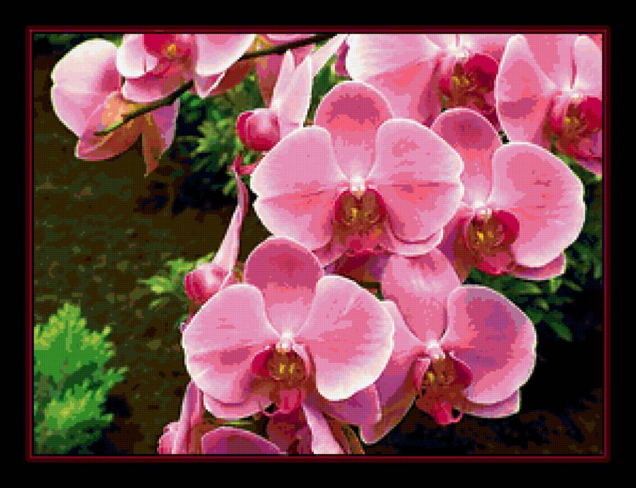 Орхидея - цветы - предпросмотр