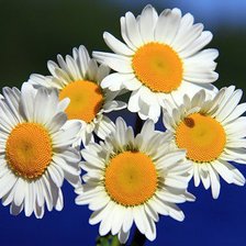 Схема вышивки «ромашки»