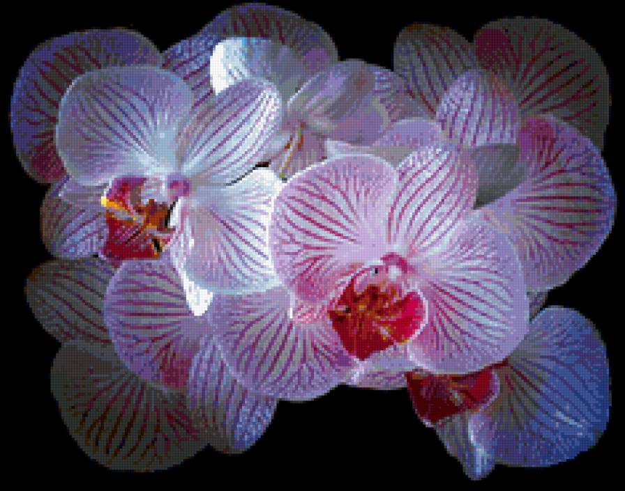 Орхидея - подушка, цветы - предпросмотр