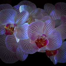 Схема вышивки «Орхидея»