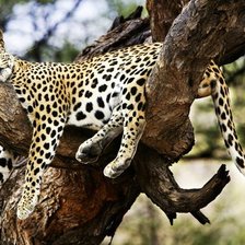 Схема вышивки «леопардик»