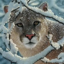 Схема вышивки «пума»