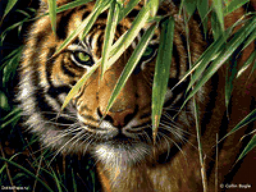 тигр - хищник, кошки, животные - предпросмотр