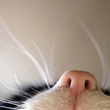 Схема вышивки «Котик»