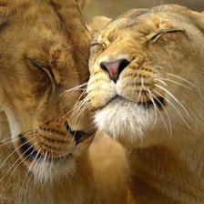 Схема вышивки «львиная пара»