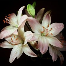 Схема вышивки «цветы»