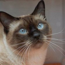 Схема вышивки «Сиамка»