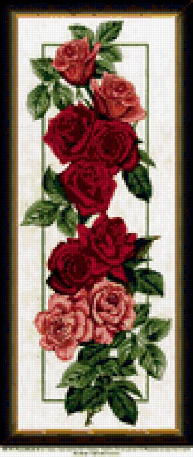 розы - предпросмотр