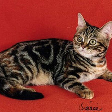 Схема вышивки «№315778»