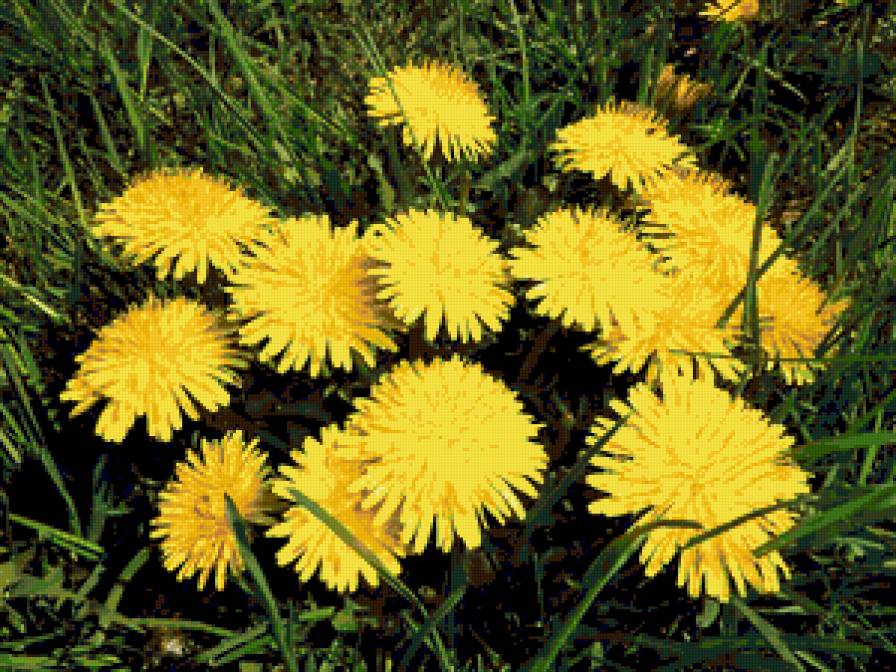 одуванчики - цветы, одуванчики - предпросмотр