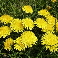 Схема вышивки «одуванчики»