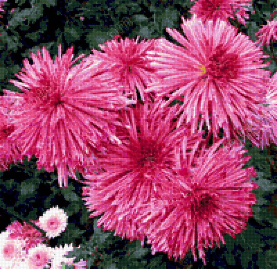 хризантемы - хризантемы, цветы - предпросмотр