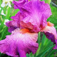 Схема вышивки «№315833»