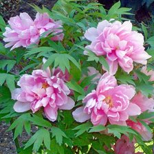 Схема вышивки «пионы»