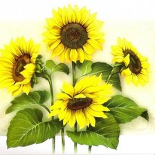 Схема вышивки «подсолнухи»