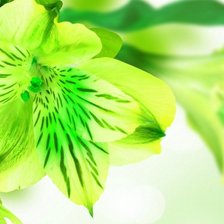 Схема вышивки «цветы»