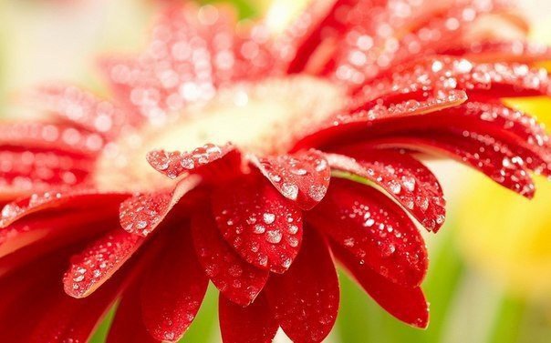 цветы - цветок - оригинал