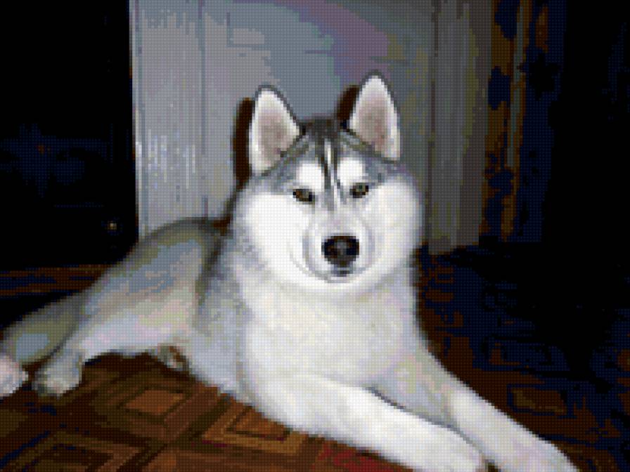 Хаски - собака, волк - предпросмотр