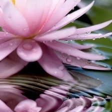 Схема вышивки «Кувшинка»