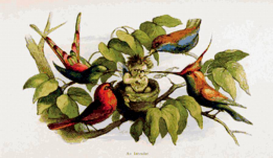 Ричард Дойль. - птицы, природа, сказки, эльфы - предпросмотр