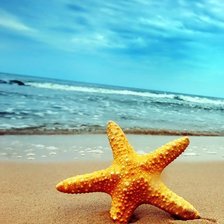 Схема вышивки «Морская звезда»