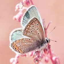 Схема вышивки «Бабочка»