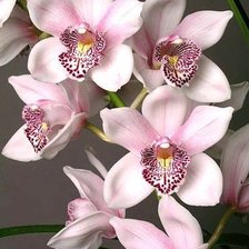 Схема вышивки «Орхидеи»