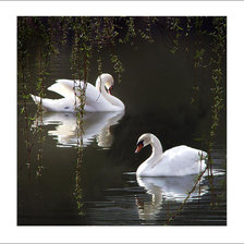 Схема вышивки «лебеди»