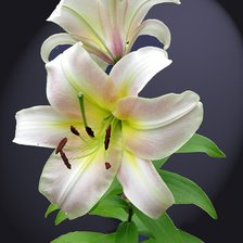 Схема вышивки «лилии»