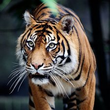 Схема вышивки «№316275»