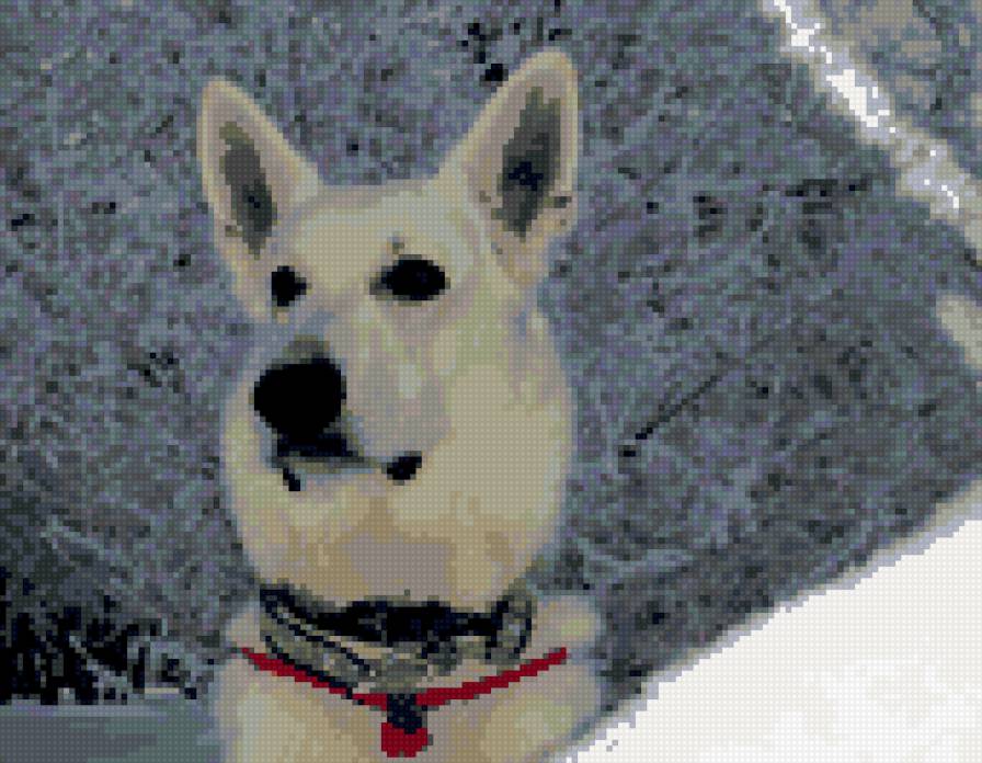 БШО  Стайл Стронг - белая овчарка, белая собака - предпросмотр