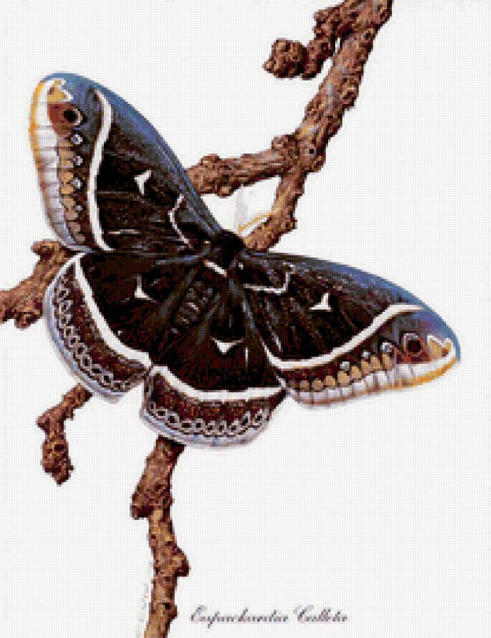 бабочка - волшебный мир - предпросмотр