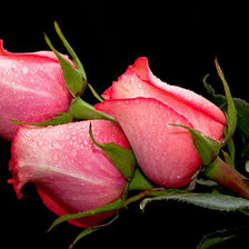 Схема вышивки «№316394»