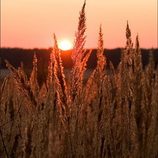 в лучах заката