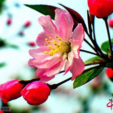 Схема вышивки «весна»