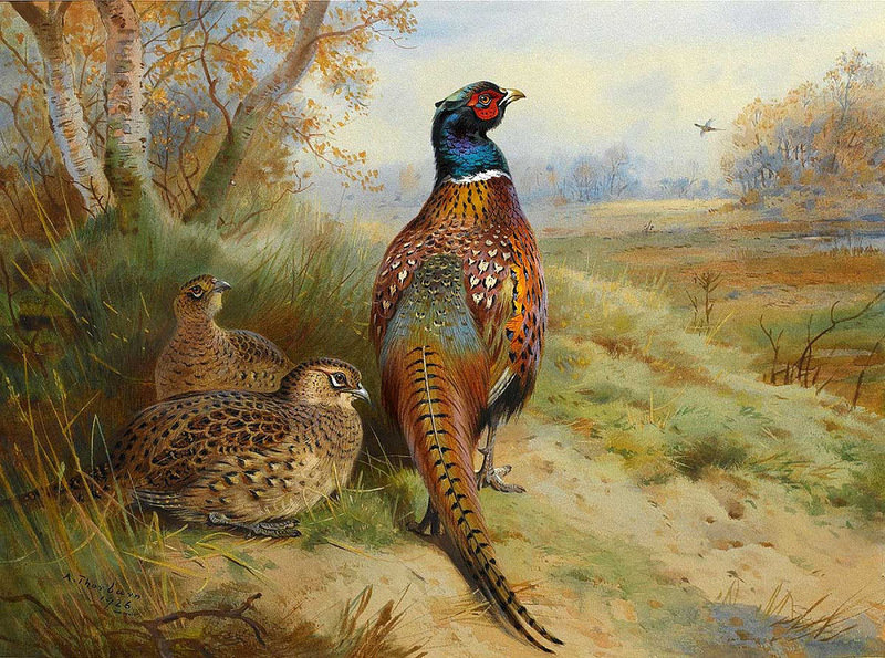 птицы - природа - оригинал