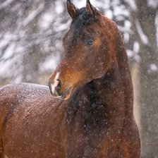 Схема вышивки «лошадка»