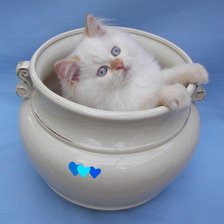 Схема вышивки «серия "кошки"»