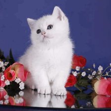 Схема вышивки «серия "кошки"»