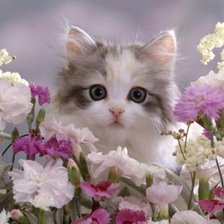 Схема вышивки «серия "кошки"»