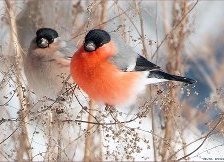 Схема вышивки «Снегирь»