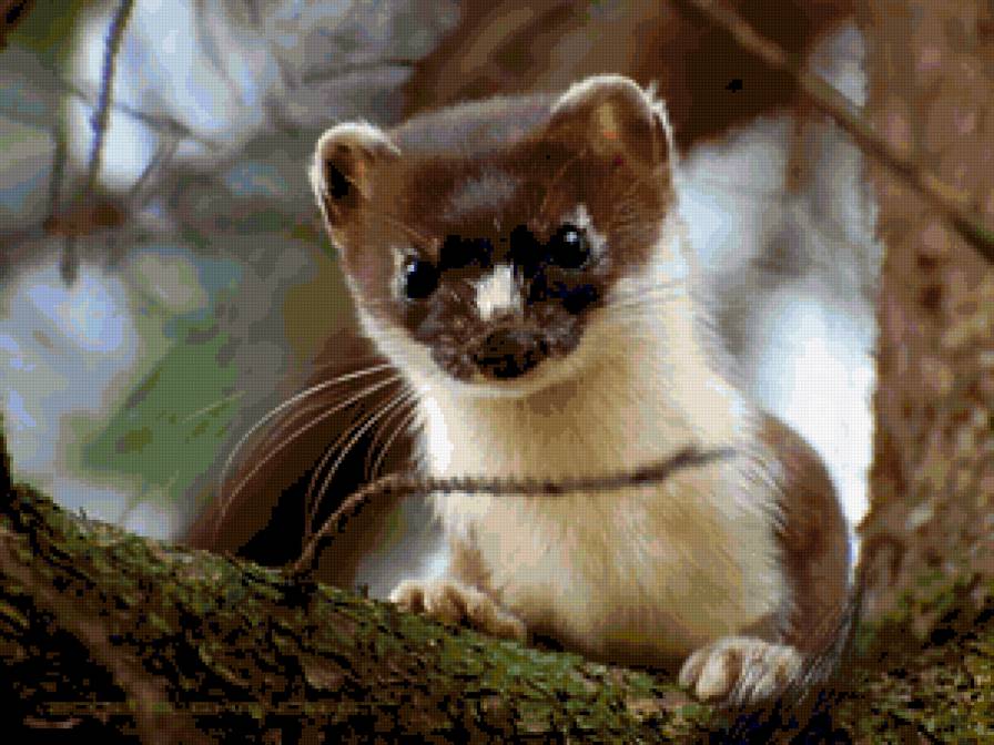 животные - природа - предпросмотр